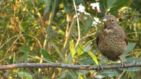 Cute Birds in Nature 스톡 동영상 229140891