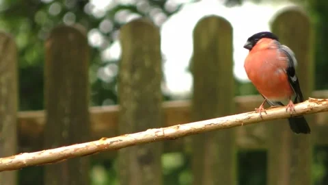 Cute Birds in Nature Video stock 229145505