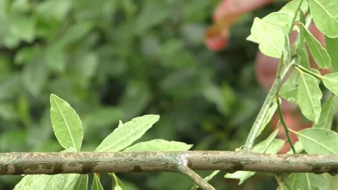 Cute Birds in Nature Stock Footage 229147668