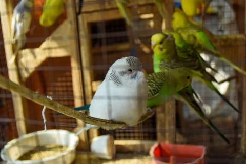 Cute Birds Stock Photos