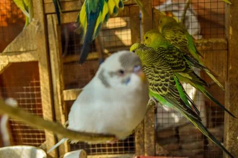 Cute Birds Stock Photos