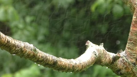 Cute Birds in the Spring Rain 스톡 동영상 229606891