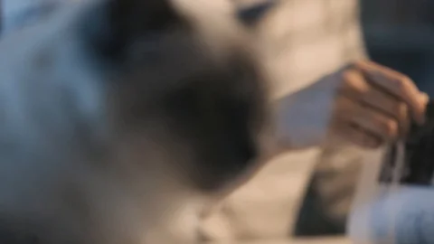 Cute birman cat and owner Stock Footage 89835110