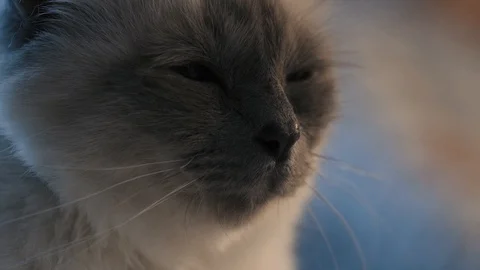 Cute birman cat face close up Stock Footage 89834934