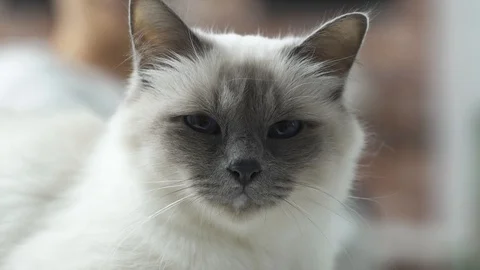 Cute birman cat face close up Stock Footage 89835099