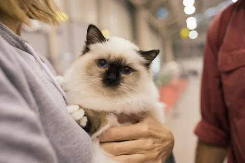 Cute Birman Cat 写真素材