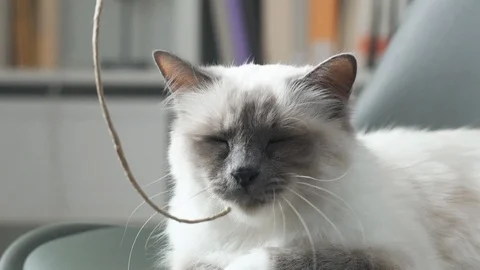 Cute birman cat playing with a string Stock Footage 89829942
