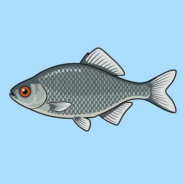 Cute Bitterling Fish in Flat Design Vector Illustration Stock Illustration