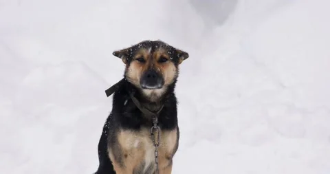 Cute black and brown mongrel dog on a chain outside. Snowing. Stock Footage 170416592