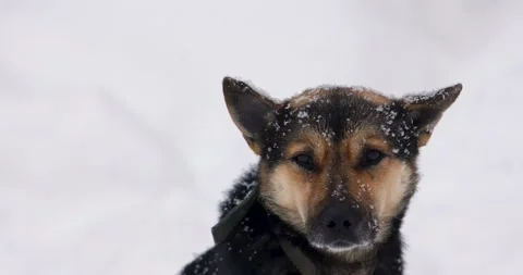 Cute black and brown mongrel dog on a chain outside. It's snowing outside. Close Stock Footage 170416817