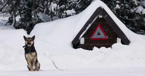 A cute black and brown mongrel dog is on a chain outside. The animal is walking Stock Footage 170416973