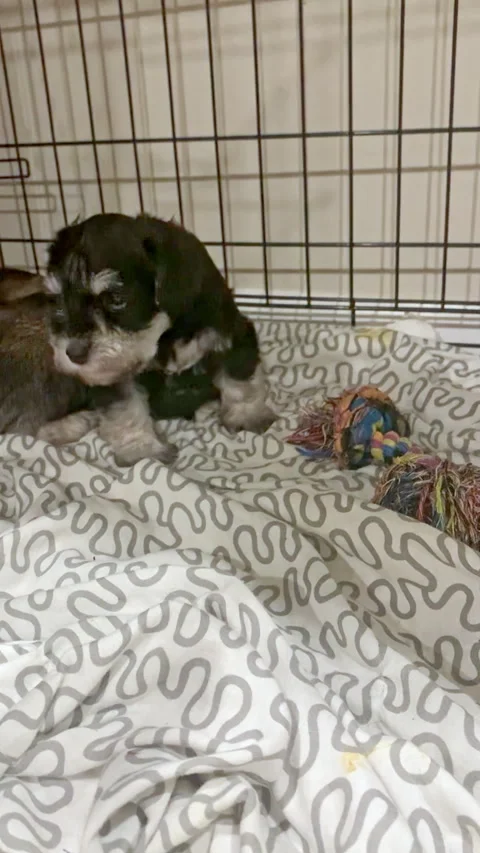 Cute black and silver Schnauzer puppy sitting on a patterned blanket inside a-20 Video stock 346102356