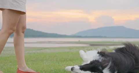 Cute black and white border collie dog training bow down trick command.  Stockbeeldmateriaal 201605344