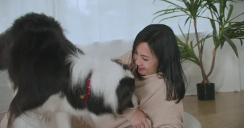 Cute black and white border collie dog training jumping trick command. Attractiv Stock Footage 247479191