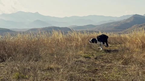 Cute black and white border collie puppy training on a hillside against the Stock Footage 312144248