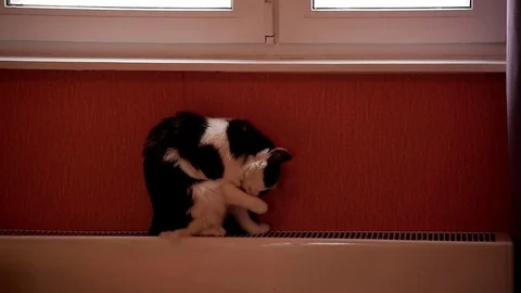 Cute black and white cat sitting on a central heating battery and washing. Stock Footage 81493793