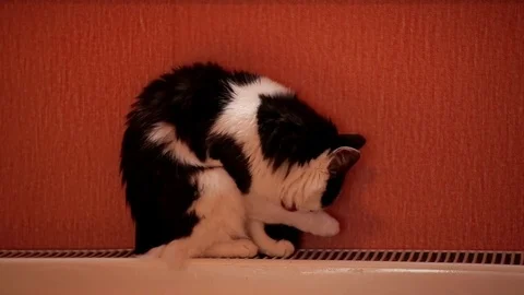 Cute black and white cat sitting on a central heating battery and washing. Stock Footage 81493853