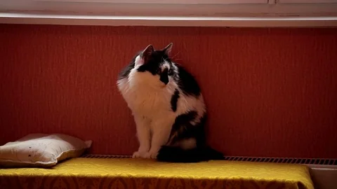 Cute black and white cat sitting on a central heating battery and washing. Stock-Footage 81507903