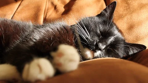 Cute Black and White Cat Sleeping on Sofa Stock Footage 102953530