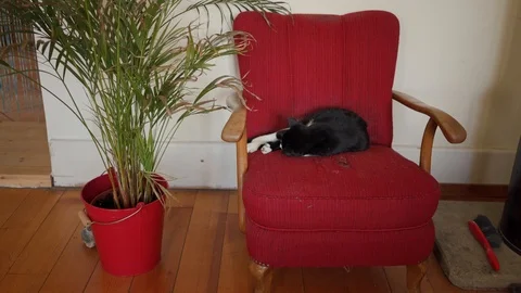 Cute black and white cat sleeping on vintage red armchair near at plant in pot 库存影片 116409702
