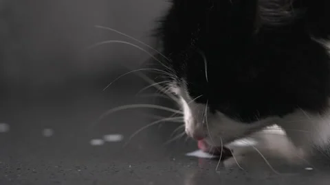 Cute black and white cat lapping up spilt fresh milk on a floor Video stock 162483552