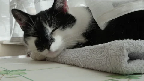 Cute black and white cat sleeping on pile of colorful towels. Fluffy pet in cozy Stock Footage 228915449