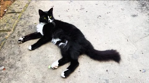 Cute black and white cat laying on the ground at a park Stock Footage 297429702