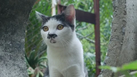Cute Black and White Cat Side Profile Portrait Stock Footage 329905710