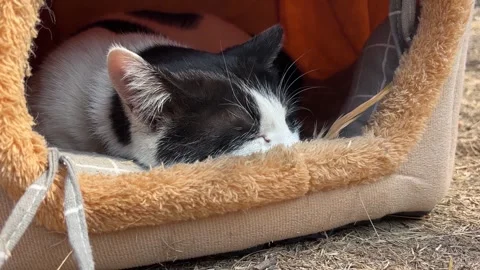 Cute Black and White Cat Sleeping in Cat Bed Outdoors Vídeos de archivo 332561031