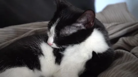 Cute black and white kitten licking itself Stock Footage 315499210