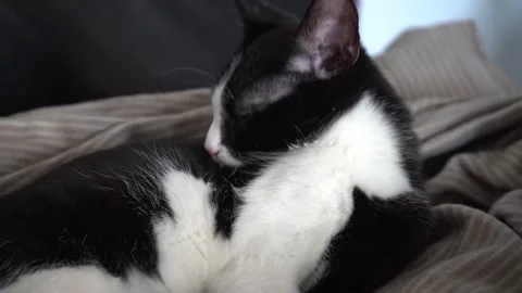 Cute black and white kitten licking itself Stock Footage 315499223