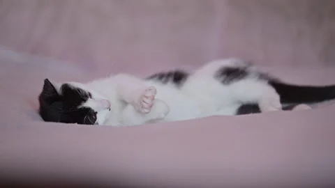 Cute black and white kitten playing on a soft sofa indoors. Stock Footage 336334079
