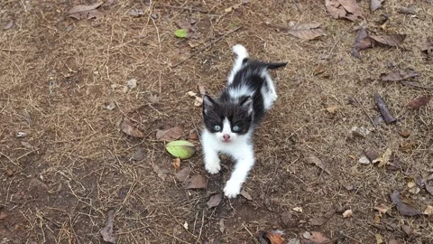 Cute Black and White Kitten with Blue Eyes Looking Up 스톡 동영상 343135160