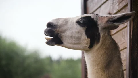 Cute black and white llama is chewing Stock Video Pond5