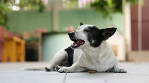 Cute black and white  mongrel dog lies and eats kibble dog food. Stock-Footage 235730481