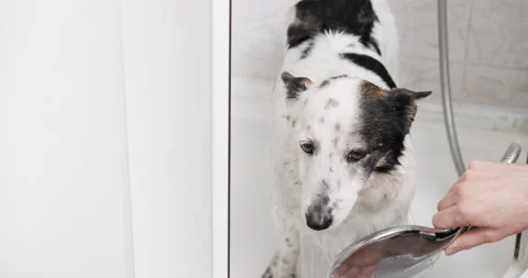 Cute black and white mongrel dog is bathing in the shower, owner grooming his Stock Footage 236716717