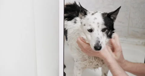 Cute black and white mongrel dog is bathing, owner grooming his dog. Stock Footage 236716938
