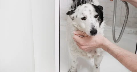 Cute black and white mongrel dog is taking a shower, owner grooming his dog. Stock Footage 236717059