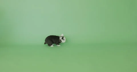 Cute black and white rabbit Stock Footage 158730326