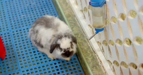 Cute black and white rabbit is drinking water from bottle next to cage. Stock Footage 252295232