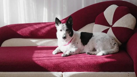 Cute black and white small dog is lying on a red sofa. Stock Footage 286365535