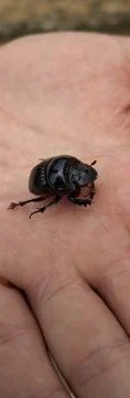Cute black beetle Stock Photos