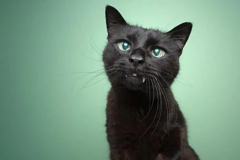 Cute black blind cat with overbite and reflecting retina portrait Stock Photos