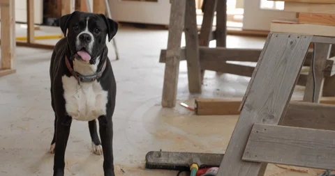 Cute Black Boxer Plays around Construction Site Stock Footage 87720105