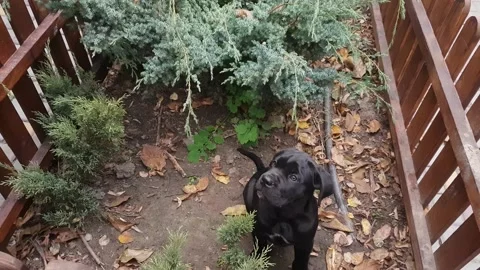 Cute black Cane Corso puppies walking in the garden Stock Footage 167885060