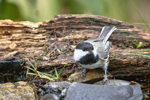 Cute black capped chickadee on a rock. Stock Photos