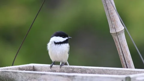 Cute Black capped Chickadee swings on wooden box flys away when another bird Stock Footage 331752131