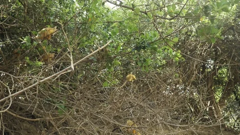 Cute  Black-Capped Squirrel Monkey In the pampas of the Bolivian Amazon Stockbeeldmateriaal 125485257