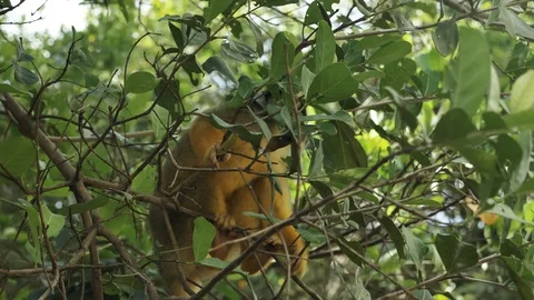 Cute  Black-Capped Squirrel Monkey In the pampas of the Bolivian Amazon Stockbeeldmateriaal 125485273