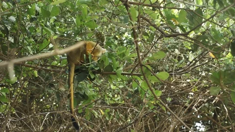 Cute  Black-Capped Squirrel Monkey In the pampas of the Bolivian Amazon Stockbeeldmateriaal 125485304